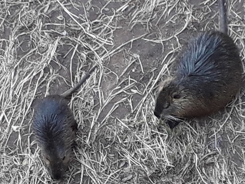 Nutrie v Úpici - Berušky
