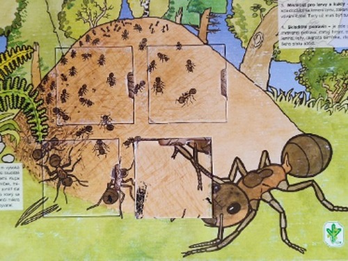 Mraveniště u Motýlků a Berušek